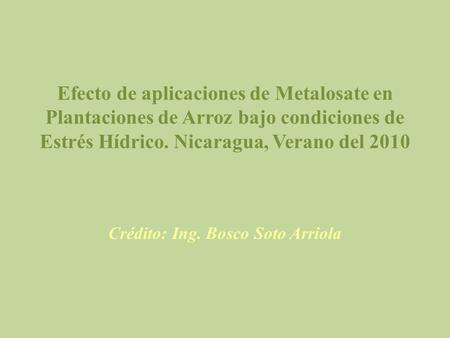 Efecto de aplicaciones de Metalosate en Plantaciones de Arroz bajo condiciones de Estrés Hídrico. Nicaragua, Verano del 2010 Crédito: Ing. Bosco Soto Arriola.