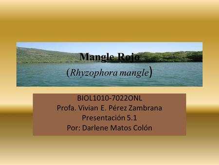 BIOL1010-7022ONL Profa. Vivian E. Pérez Zambrana Presentación 5.1 Por: Darlene Matos Colón Mangle Rojo ( Rhyzophora mangle )