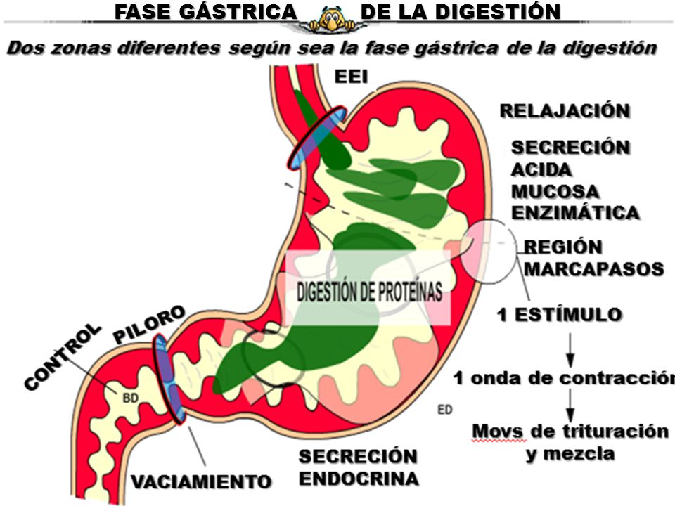 dieta prima e dopo la manica gastrica