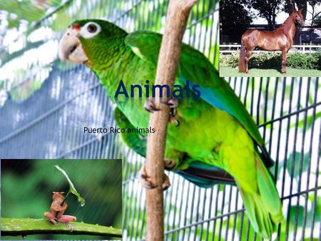Puerto Rico animals. If you visit Puerto Rico. You visit see the coqui.