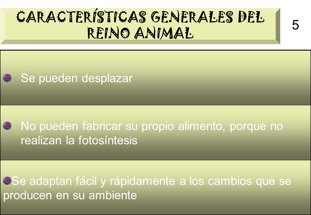 CARACTERÍSTICAS GENERALES DEL REINO ANIMAL - ppt video online descargar