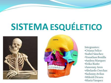 SISTEMA ESQUÉLETICO Integrantes: Oriana Felice Isabel Sánchez