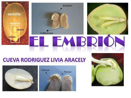 embrión de la semilla