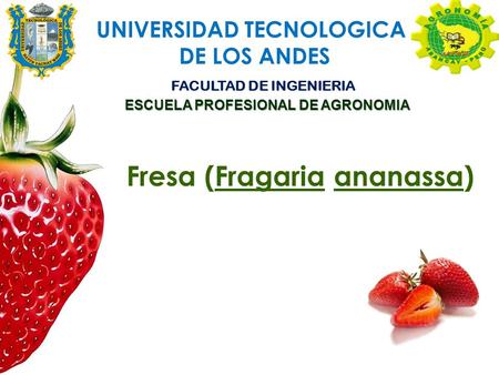 UNIVERSIDAD TECNOLOGICA DE LOS ANDES