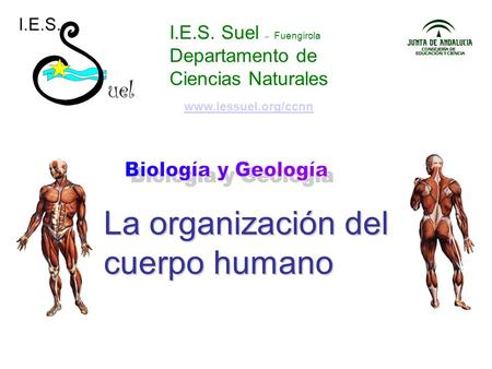 I.E.S. Suel – Fuengirola Departamento de Ciencias Naturales La organización del cuerpo humano www.iessuel.org/ccnn.