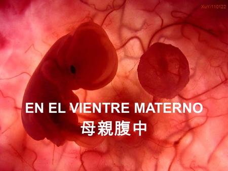Ria slides Um feto de poucas semanas encontra-se no interior do útero de sua mãe. EN EL VIENTRE MATERNO 母親腹中 XuY/110122.