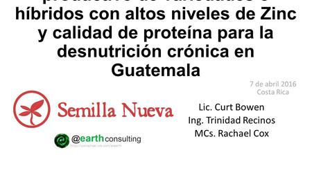 El potencial agronómico y productivo de variedades e híbridos con altos niveles de Zinc y calidad de proteína para la desnutrición crónica en Guatemala.