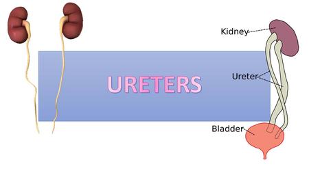 o The ureters are a pair of tubes that carry urine from the kidneys to the urinary bladder. o The ureters are about 10 to 12 inches long and run on the.