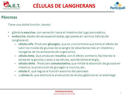 Páncreas CÉLULAS DE LANGHERANS Tiene una doble función, siendo: glándula exocrina, con secreción hacia el intestino del jugo pancreático, endocrina, desde.