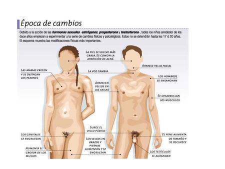 Caraterìsticas sexuales primarias