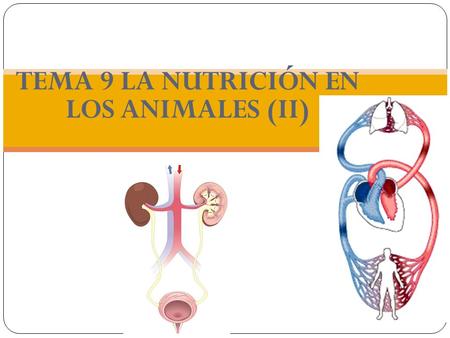 TEMA 9 LA NUTRICIÓN EN LOS ANIMALES (II)