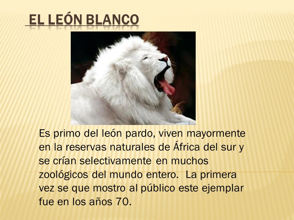 El León blanco Es primo del león pardo, viven mayormente en la reservas  naturales de África del sur y se crían selectivamente en muchos zoológicos  del. - ppt descargar