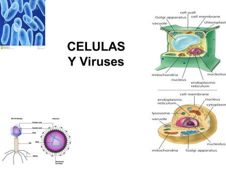 CELULAS Y Viruses.