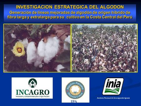 INVESTIGACION ESTRATEGICA DEL ALGODON Generación de líneas mejoradas de algodón de origen híbrido de fibra larga y extralarga para su cultivo en la Costa.
