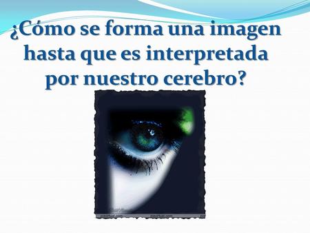 Del nervio pasa al cerebro (lóbulo occipital)