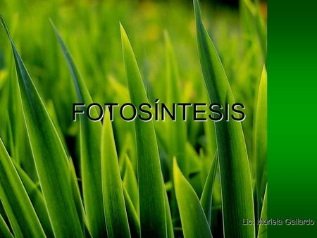 FOTOSÍNTESIS Lic. Mariela Gallardo.