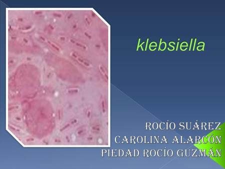 dominio: bacteria phylum: proteobacteria clase: gamma proteobacteria orden: enterobacteriales familia: enterobacteriaceae género: klebsiella.