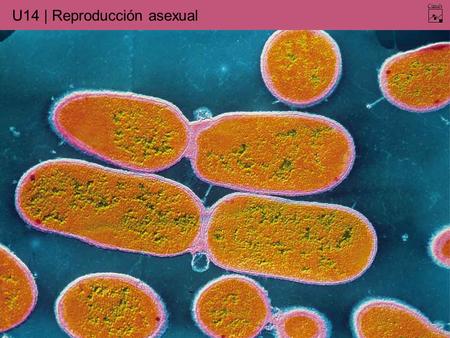 U14 | Reproducción asexual. Mitosis U14 | Reproducción asexual Profase.Metafase. Anafase.Telofase.