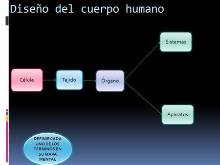 Célula Tejido Órgano Sistemas Aparatos Diseño del cuerpo humano DEFINIR CADA UNO DE LOS TERMINOS EN SU MAPA MENTAL.