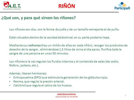 ¿Qué son, y para qué sirven los riñones? RIÑÓN Los riñones son dos, con la forma de judía y de un tamaño semejante al de puño. Están situados dentro de.