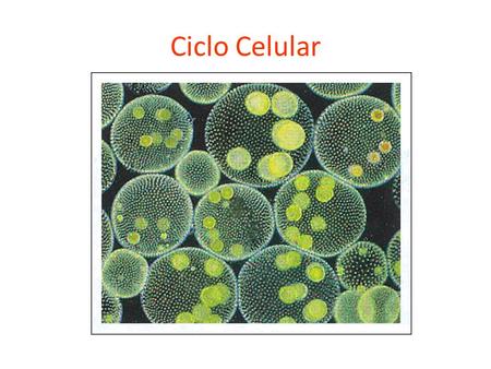 Ciclo Celular. -Es una serie de fenómenos que preparan a la célula para dividirse -Se divide en 2: Interfase y Mitosis -La Interfase consta de 3 etapas: