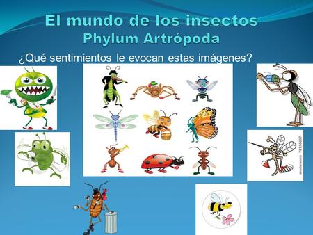 El mundo de los insectos Phylum Artrópoda