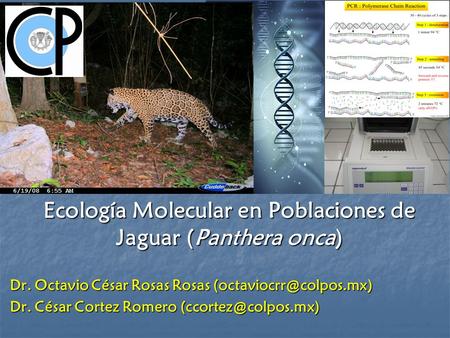 Ecología Molecular en Poblaciones de Jaguar (Panthera onca) Dr. Octavio César Rosas Rosas Dr. César Cortez Romero
