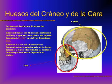 Huesos del Cráneo y de la Cara