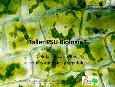 Taller PSU Biología I Células eucariontes: células animales y vegetales Prof. María Alicia Bravo. Colegio Senda Nueva -