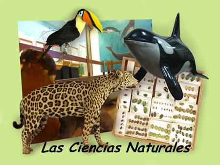 Las Ciencias Naturales. Los seres humanos somos muy curiosos, nos hacemos preguntas sobre el ambiente que nos rodea y sobre nosotros mismos. Además, tenemos.