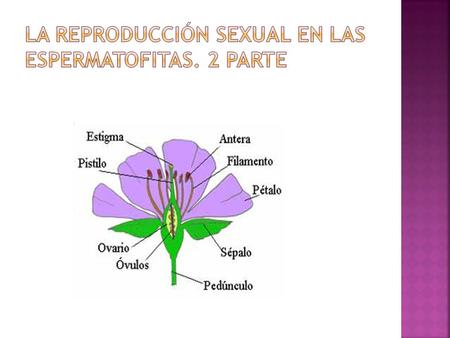  La fecundación es la unión del gameto masculino (anterozoide) y femenino (oósfera) donde se encuentra el ovario de la flor.