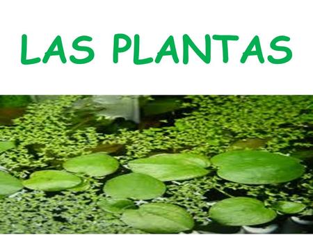 LAS PLANTAS.