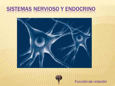 Sistemas nervioso y endocrino