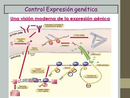 Control Expresión genética