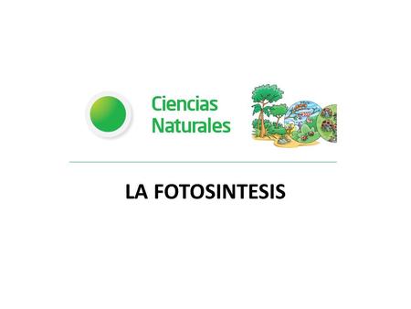 LA FOTOSINTESIS.