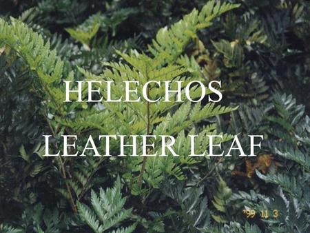 HELECHOS LEATHER LEAF.