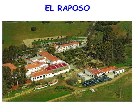 EL RAPOSO.