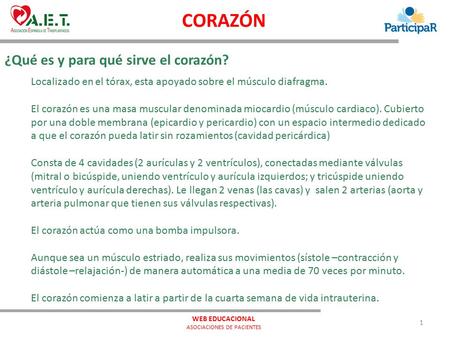 ¿Qué es y para qué sirve el corazón? Localizado en el tórax, esta apoyado sobre el músculo diafragma. El corazón es una masa muscular denominada miocardio.