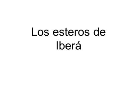 Los esteros de Iberá. ¿Qué animal es? Es un caimán.