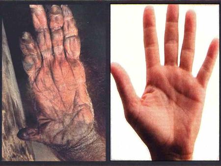 ¿QUE ES LA EVOLUCIÓN BIOLÓGICA?. ¿QUE ES LA EVOLUCIÓN BIOLÓGICA?