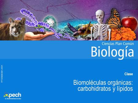 Biomoléculas orgánicas: carbohidratos y lípidos
