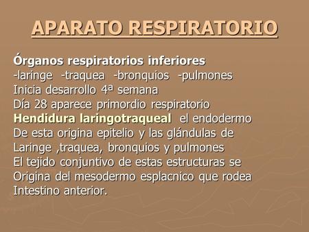 APARATO RESPIRATORIO Órganos respiratorios inferiores
