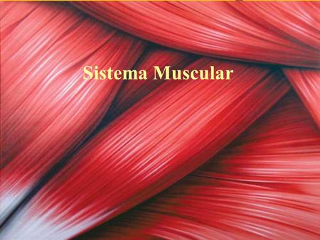 Sistema Muscular.