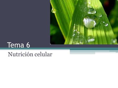 Tema 6 Nutrición celular. 1. Incorporación de nutrientes 1.1 Agua y sales minerales Los musgos no tienen órganos especializados, absorben por toda la.