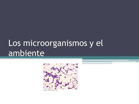 Los microorganismos y el ambiente
