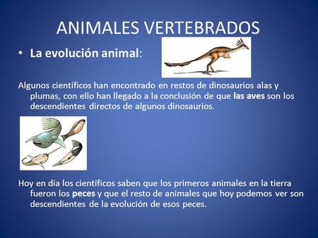 ANIMALES VERTEBRADOS La evolución animal: