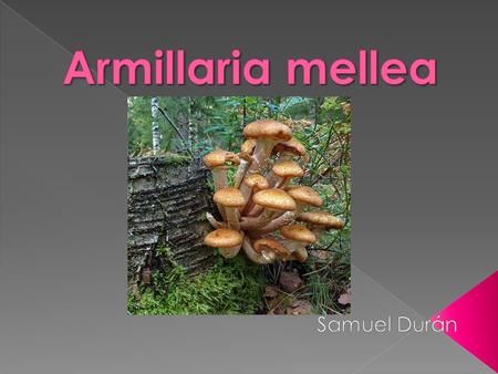 Armillaria mellea Samuel Durán.