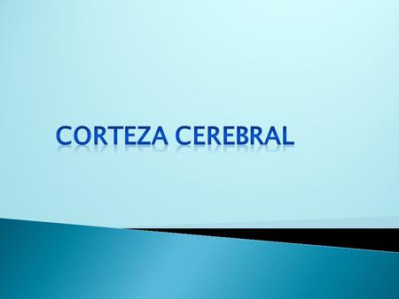 Corteza Cerebral.