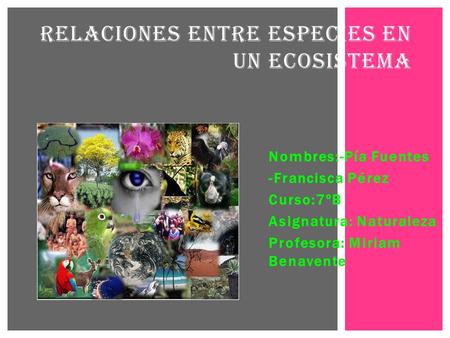 Nombres:-Pía Fuentes -Francisca Pérez Curso:7ºB Asignatura: Naturaleza Profesora: Miriam Benavente RELACIONES ENTRE ESPECIES EN UN ECOSISTEMA.