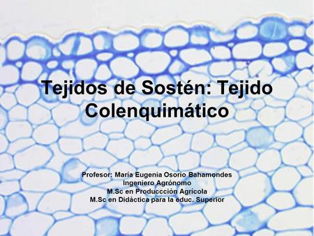 Tejidos de Sostén: Tejido Colenquimático